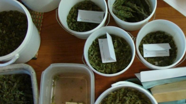 Laboratorij konoplje.