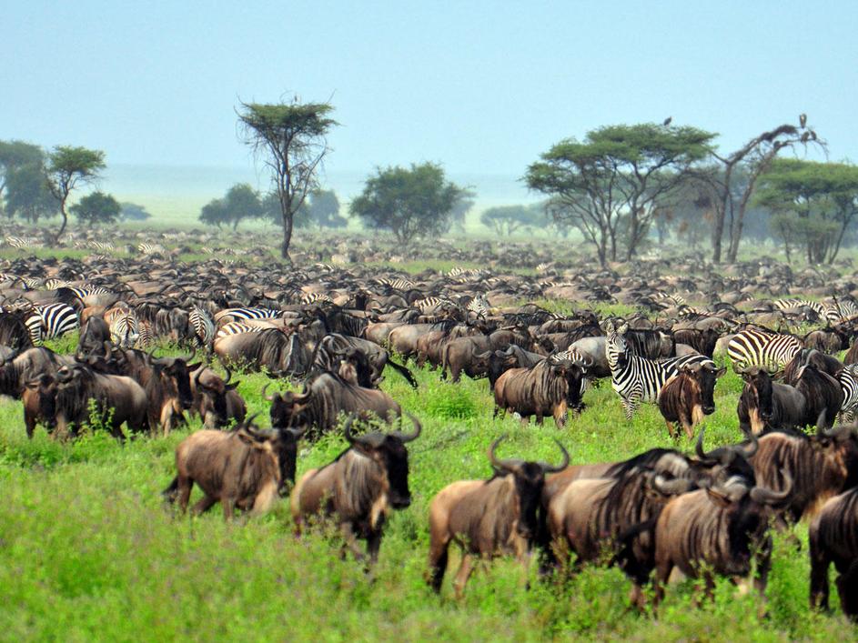 Serengeti, Tanzanija