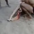Napad morskega psa