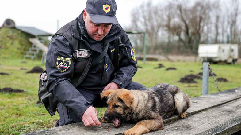 oddelek za šolanje službenih psov Gmajnice, policijski psi, šolanje psov