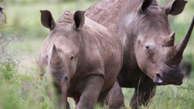 Osnova nosorogovih rogov služi kot zelo cenjen afrodiziak.