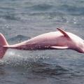 Rožasti delfini so izjemno redki. 