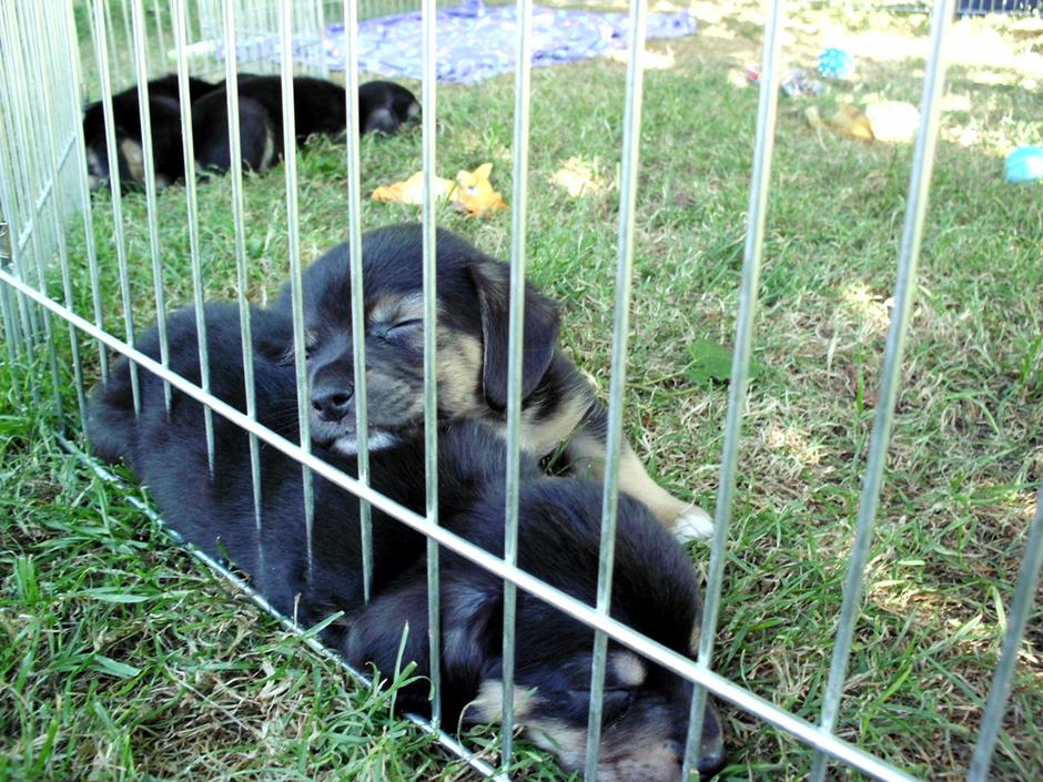 mladički psički pes mladiček zavrženi | Avtor: Matej Pivec