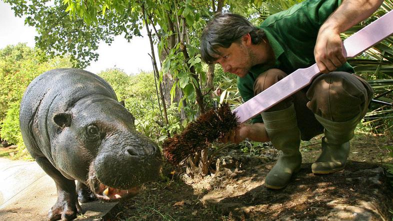 Paul Kybett, skrbnik živalskega vrta v Londonu, čisti zobe Nicky, predstavnici m