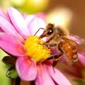Veliko kmetov se ne zaveda, da z uničevanjem čebel usodno zmanjšujejo zmožnost o
