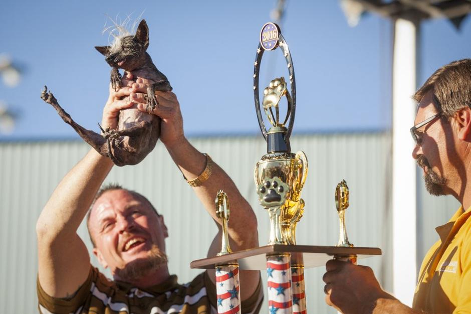 Tekmovanje za najgršega psa na svetu | Avtor: EPA