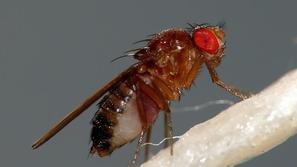 Izsledki obšine raziskave angleških znanstvenikov so dokazali povezavo med velik