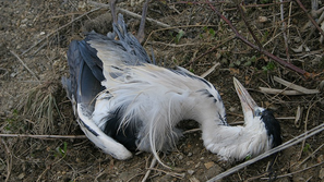 Ubita siva čaplja