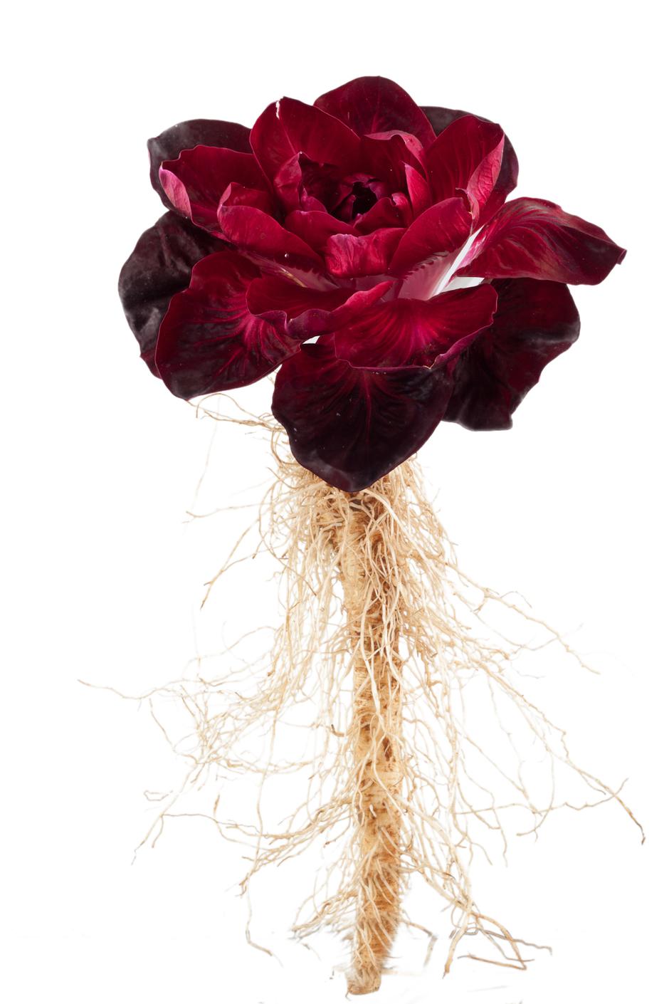 Goriški radič | Avtor: Arhiv Turistične zveze TIC Nova Gorica: goriški radič