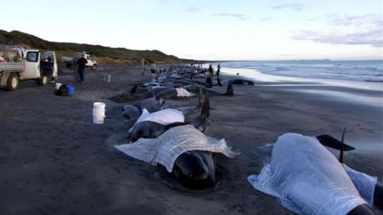 Kiti v Tasmaniji nasedejo med selitvijo iz antarktičnih morij. Znanstveniki vzro