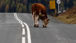 Krava na cesti
