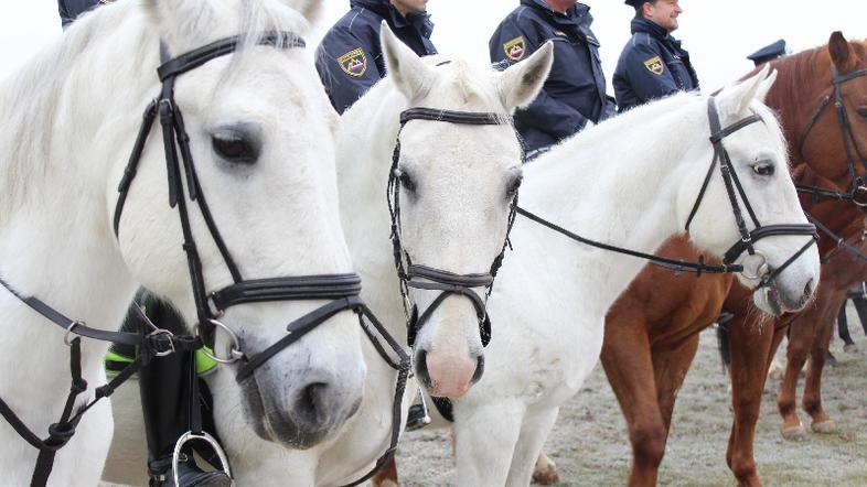 Prevzem konj na PU Ljubljana
