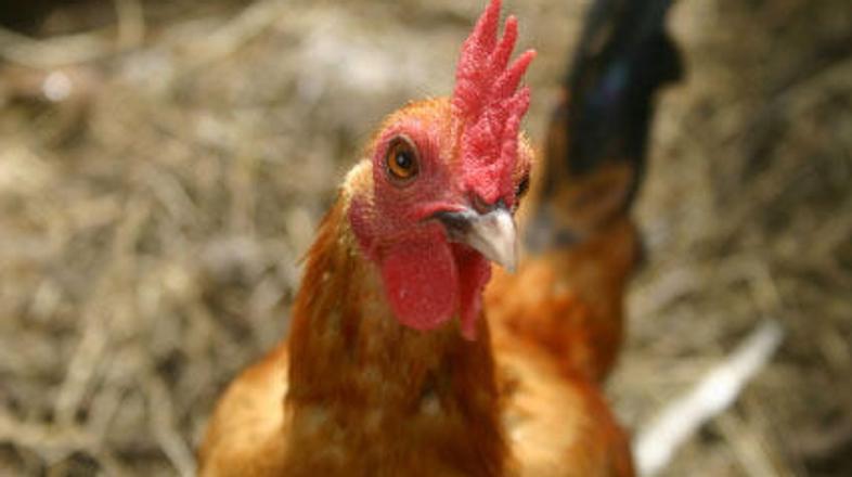 Kokoška je postala petelin.