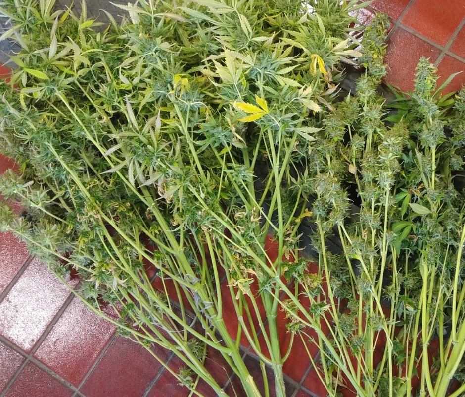 Droge | Avtor: PU Nova Gorica