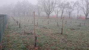 Poškodovana drevesa v sadovnjaku ob Vojkovi cesti