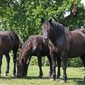 razno 12.09.09 konji na pasi, zivali; foto:Sasa Despot