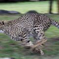 Gepard