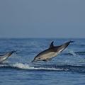 Navadni delfin, Delphinus delphis