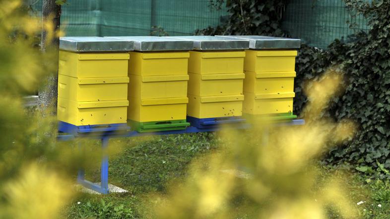 čebelnjak, BTC, čebele