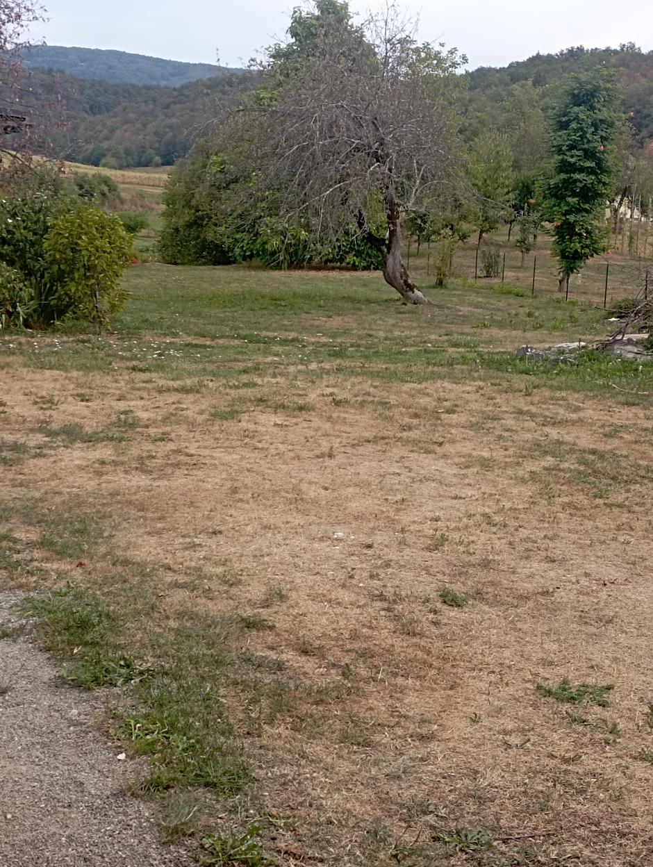 Suša, posušena zelenica na dvorišču | Avtor: D. M.