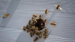 Peter Pečenko, urbani čebelar.