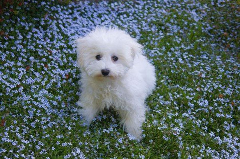 Pes. Kodrasti bišon