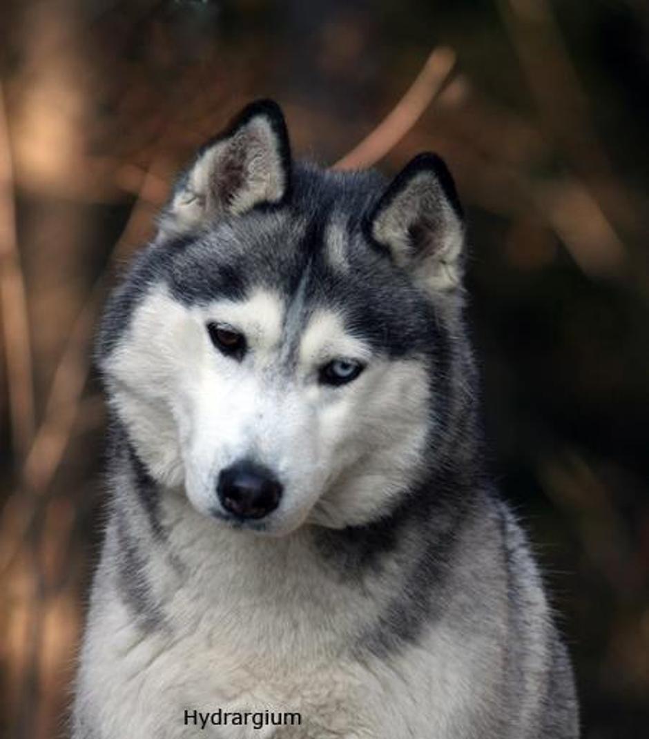 Husky | Avtor: Maja Golob