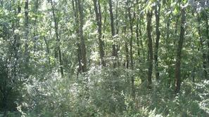Gozd je zelo dobro ohranjen.