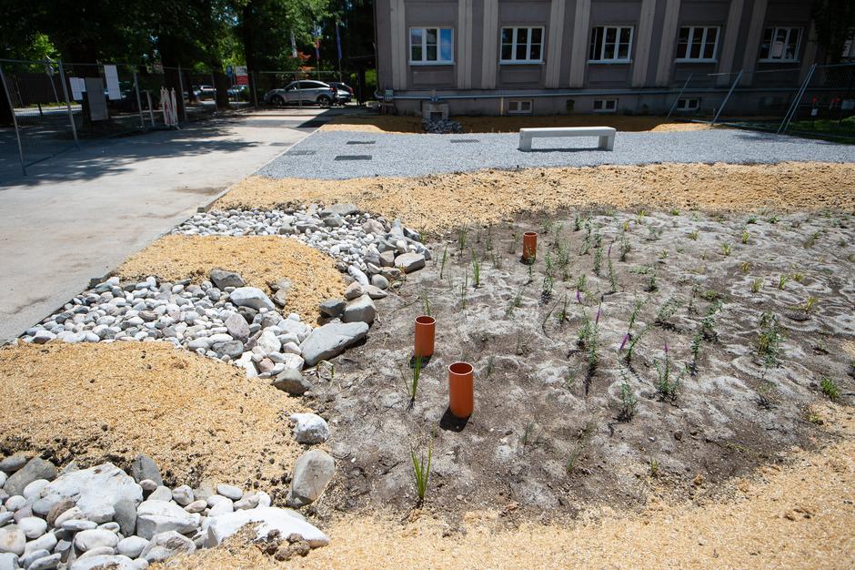 Deževni vrt | Avtor: Anže Petkovšek