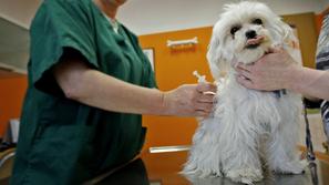 Slovenska zakonodaja določa, da cepimo pse proti steklini “v rokih, ki jih določ