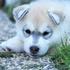 Husky