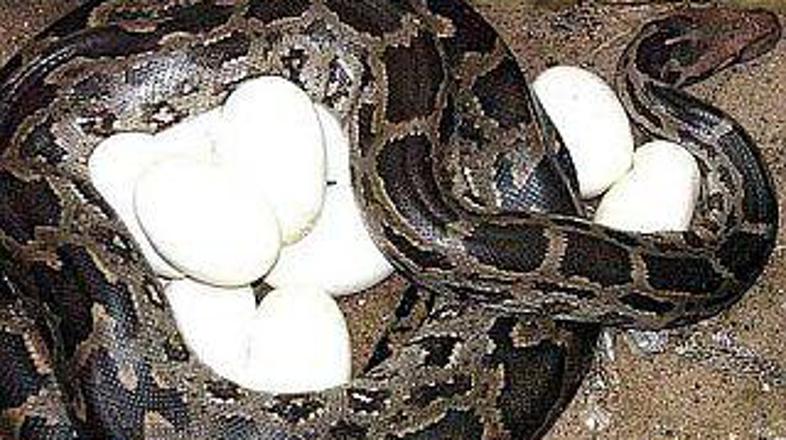 Burmanski piton, ki meri v dolžino več kot osem metrov, je pred kratkim ušel iz 