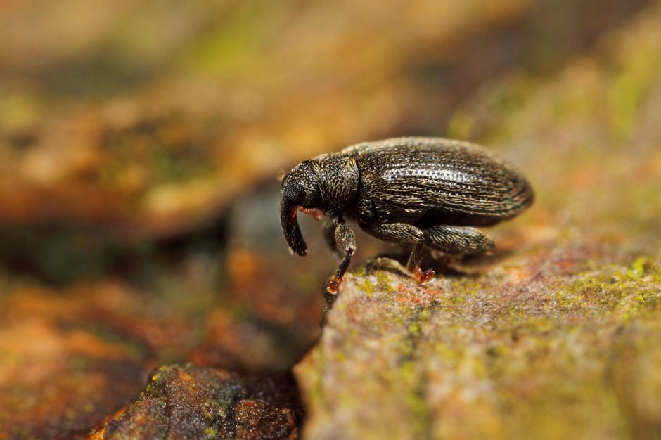 Bukov rilčkar skakač | Avtor: Profimedia