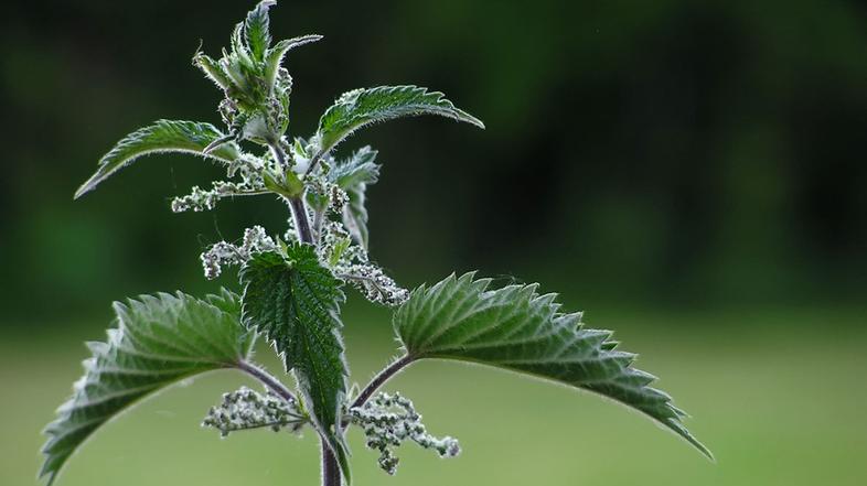 Če bi vedeli, kako zdrava je kopriva, bi jo jedli vse leto, pravi Mojca Cepuš. (