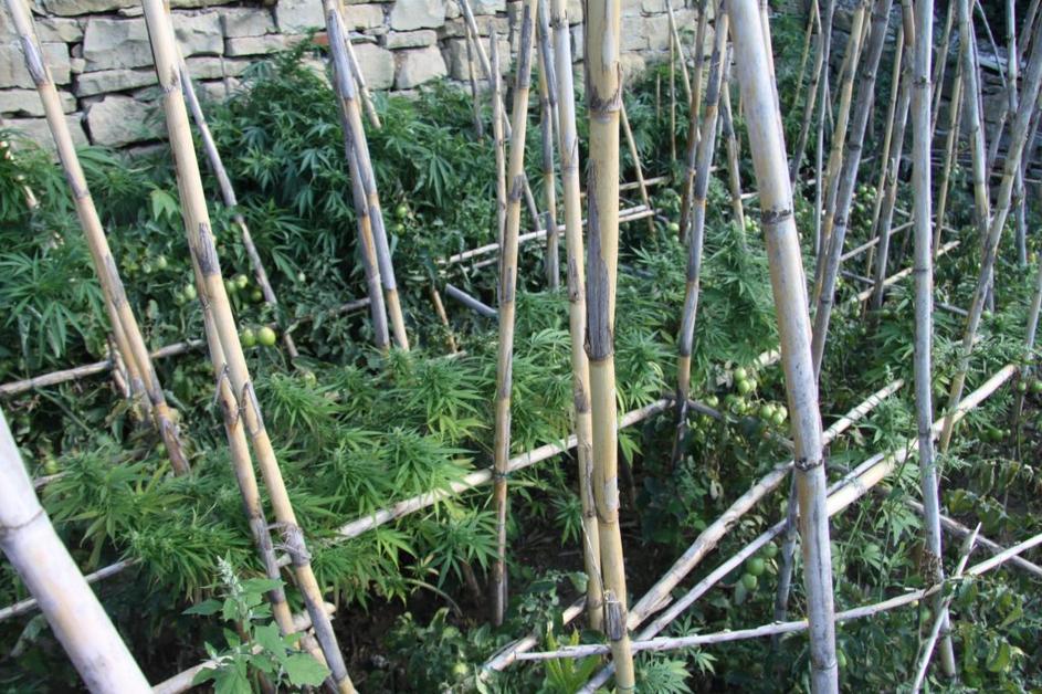 Konoplja med paradižnikom 