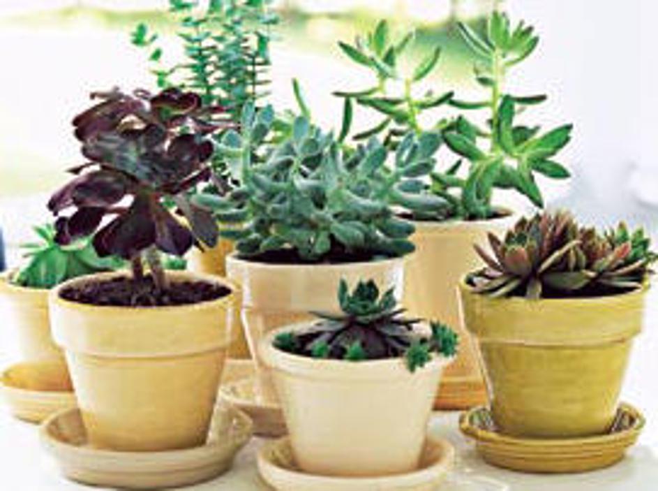 (Foto: Shutterstock)