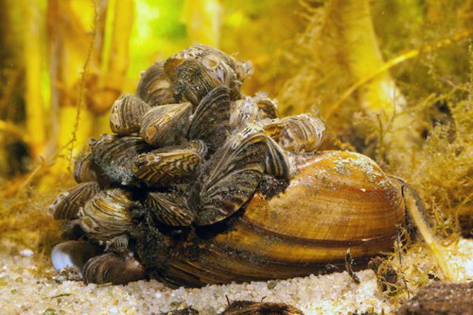 Nevarna školjka | Avtor: Profiemdia