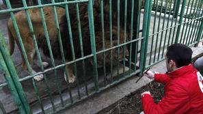 Parjenje živali v romunskem živalskem vrtu je za zdaj prepovedano. (Foto: Reuter