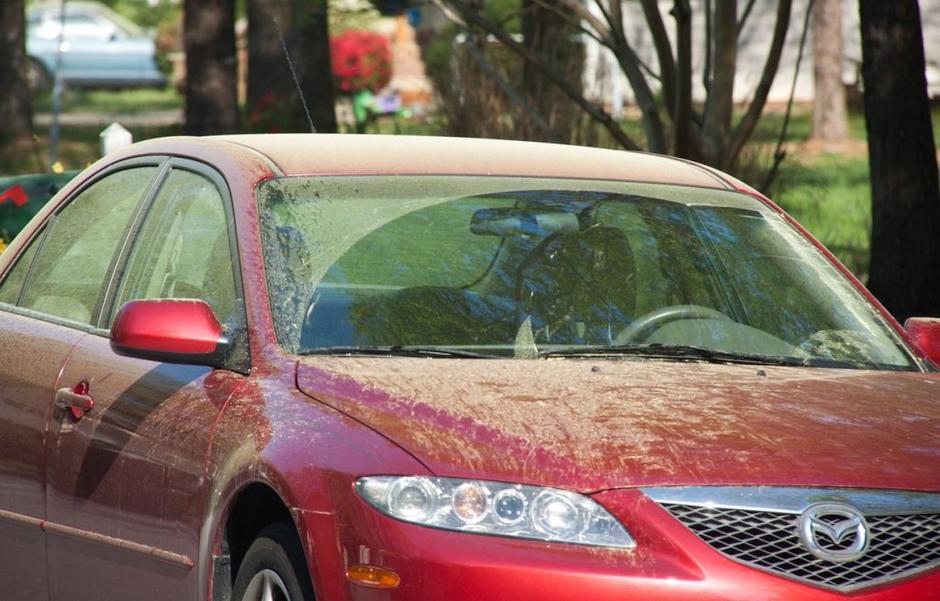 Cvetni prah | Avtor: Profimedias