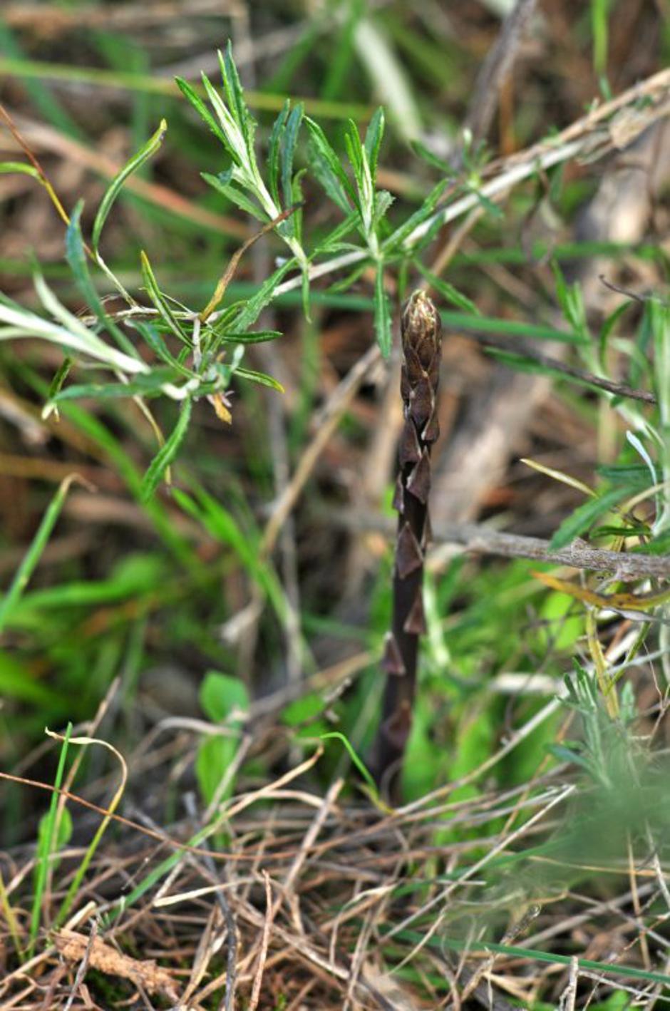 Divji šparglji | Avtor: Profimedias