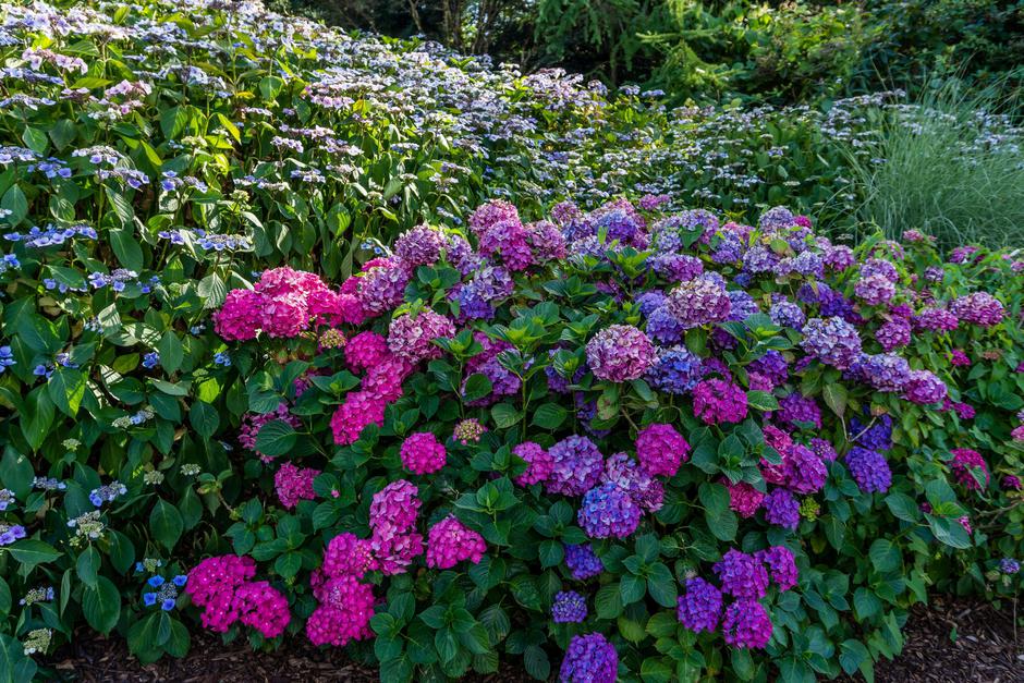 hortenzija | Avtor: Profimedia