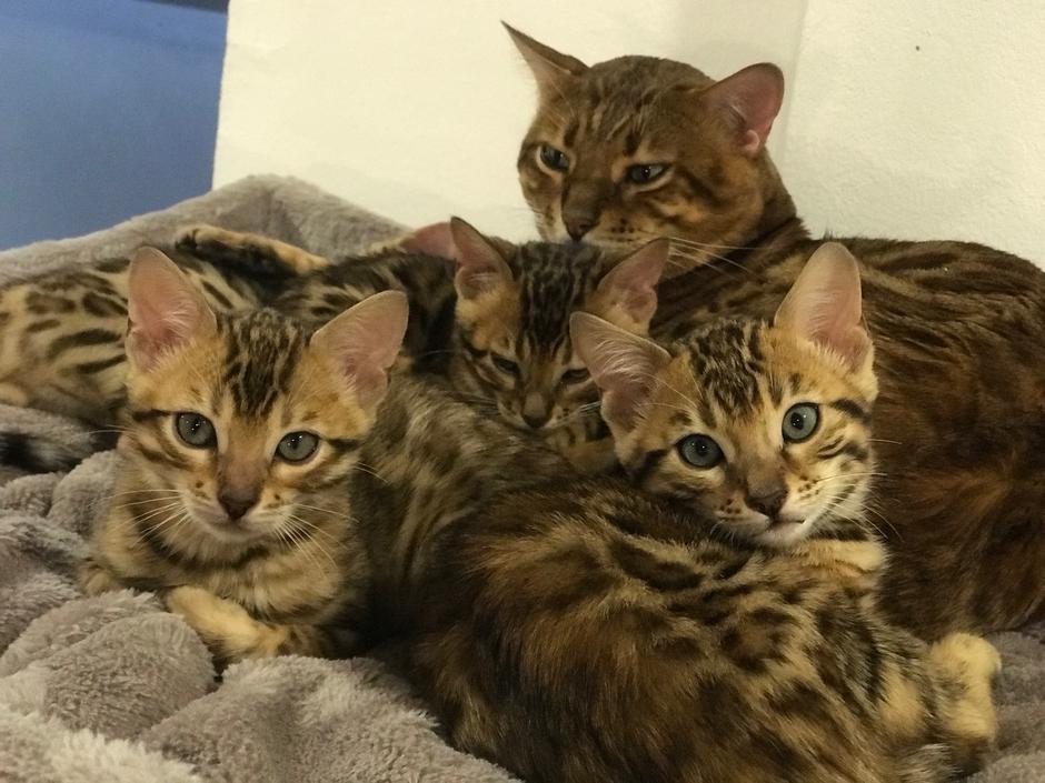 bengalka mačka | Avtor: Ksenija Praper