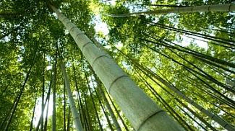 Obdelan bambus je zelo trden in izjemno vzdržljiv. Bambusov gozd, ki ga gojijo z