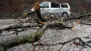 Podrto drevo padlo na avtomobile