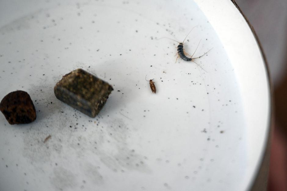 Srebrna ribica | Avtor: Profimedia