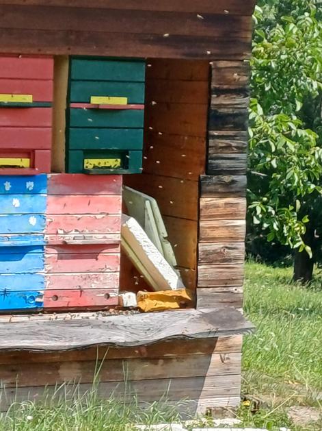 čebelnjak Župa medved