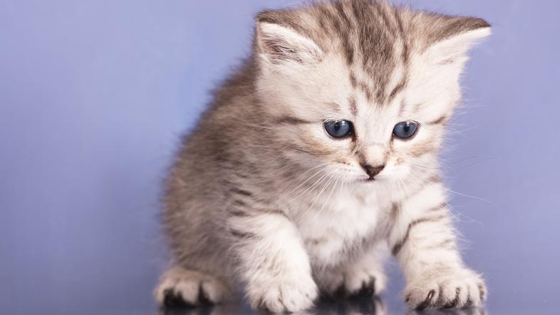 Tudi življenjska doba mačk se je podaljšala. (Foto: Shutterstock)