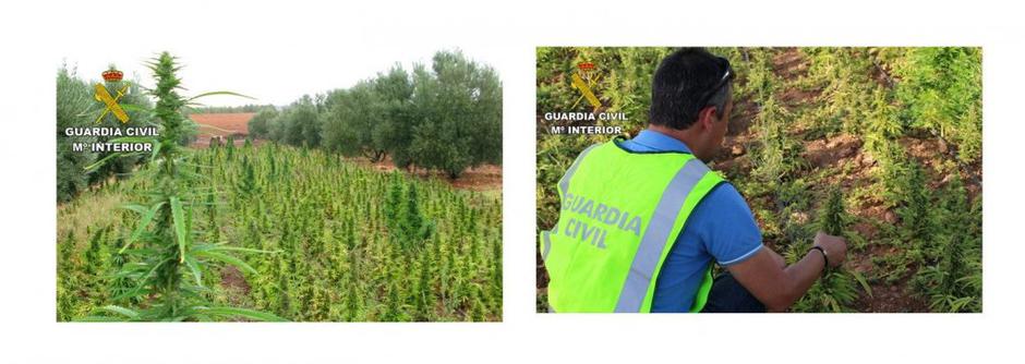 marihuana španija | Avtor: EPA