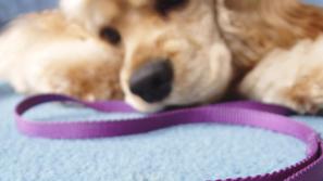 Lastniki tako mačk kot psov so bolj verjetno živeli v gospodinjstvih z vrtovi v 