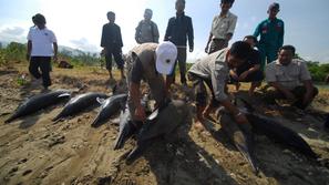 Nasedli delfini v Indoneziji